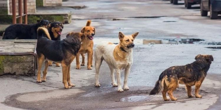 Başıboş Sokak Köpekleri Düzenlemesi Yasalaştı: Yeni Kurallar ve Cezalar